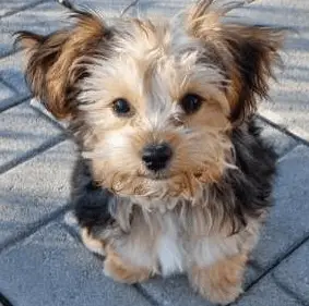 All about the Yorkshire Terrier Poodle Mix aka the 