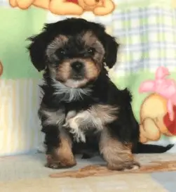 All about the Yorkshire Terrier Poodle Mix aka the 