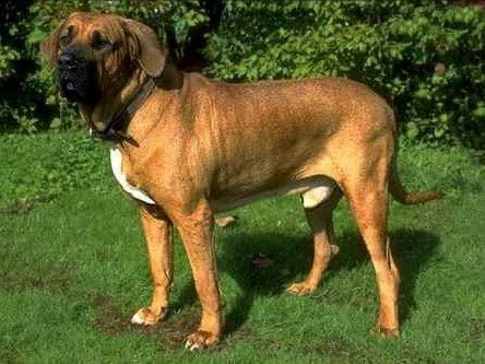 Fila Brasileiro Dog Breed