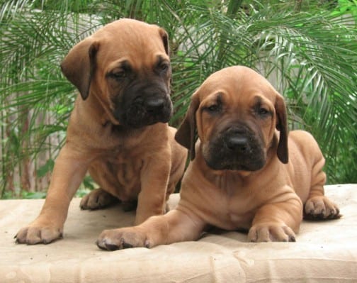 Fila Brasileiro Puppies