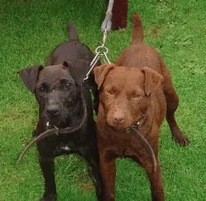 patterdale chocolate