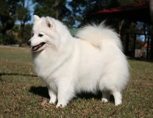 Learn More About The Japanese Spitz Its Puppies And More