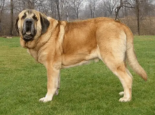 can a spanish mastiff live in spain