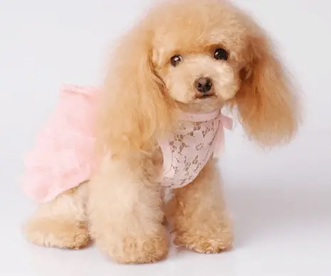 teacup poodle full size