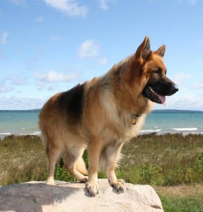 king shepherd dog