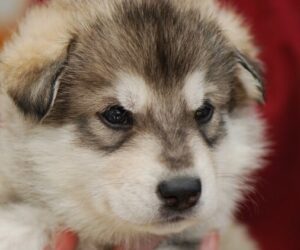 Northern Inuit Dogs for Sale
