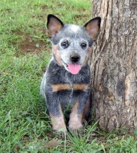 queensland heeler puppies