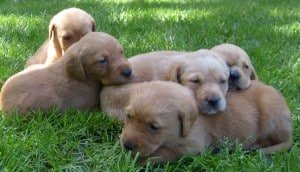 pudelpointer puppies for sale texas