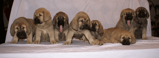 Spanish Mastiff Puppies