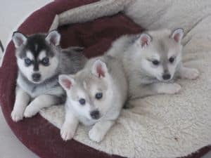 Where To Find Alaskan Klee Kai Puppies For Sale Dogable