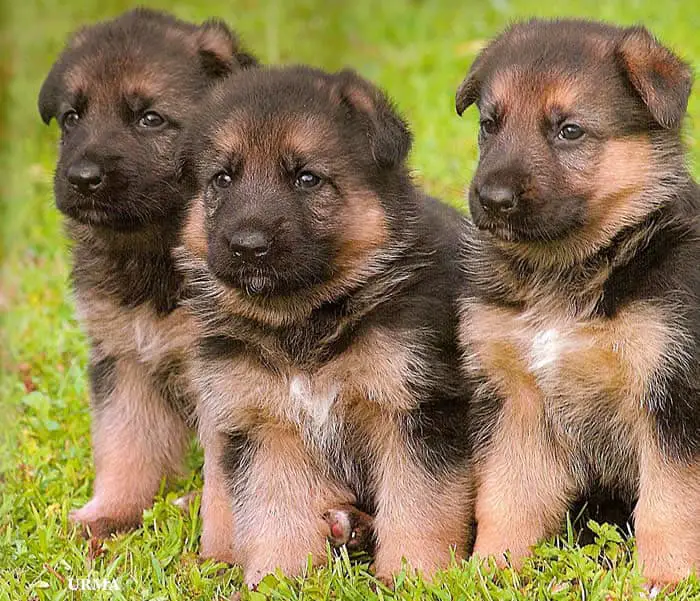 american alsatian puppies for sale