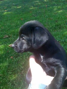 patterdale terrier puppies for sale