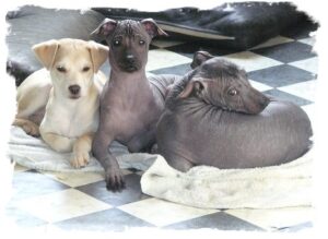 peruvian hairless dog breeders