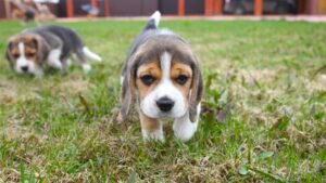 miniature lemon beagle puppies for sale