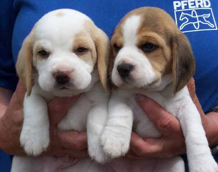 Where to Find Pocket Beagle Puppies For Sale Dogable