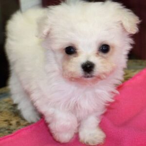 Teacup Poodle Puppies For Sale