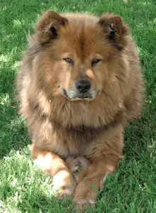 chow chow australian shepherd mix