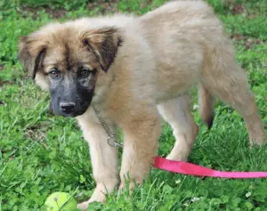 chow chow and german shepherd mix for sale