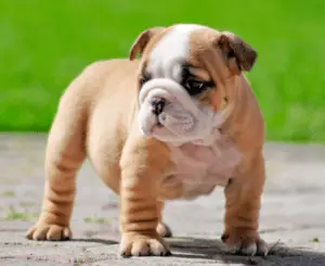 Adorable Pug English Bulldog Mix