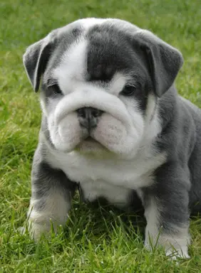 All About The English Bulldog Pug Mix Aka Bull Pug Or Miniature Bulldog Dogable