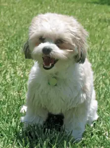 bichon frise and shih tzu mix price