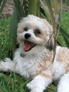 cross shih tzu and bichon frise