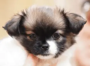 Learn About The Shih Tzu Chihuahua Mix Aka The Shichi Dogable