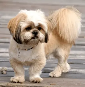 More About The Shih Tzu Lhasa Apso Mix Aka The Shih Apso Dogable