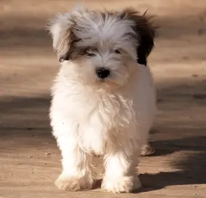 maltese mixed with a shih tzu