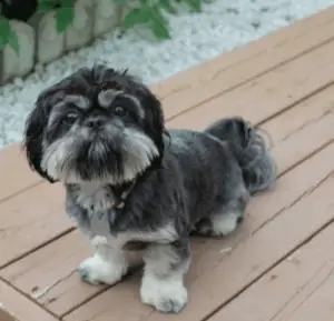 Learn More About The Shih Tzu Pekingese Mix Aka Shinese Dogable