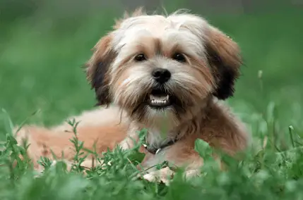 yorkie and shih tzu mix black