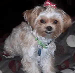 Learn About The Yorkie Shih Tzu Mix Aka The Shorkie Zu Dogable