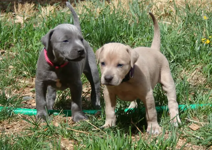 blue lacy puppies