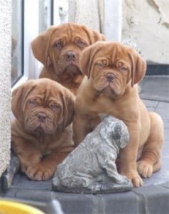 French Mastiff Puppies For Sale