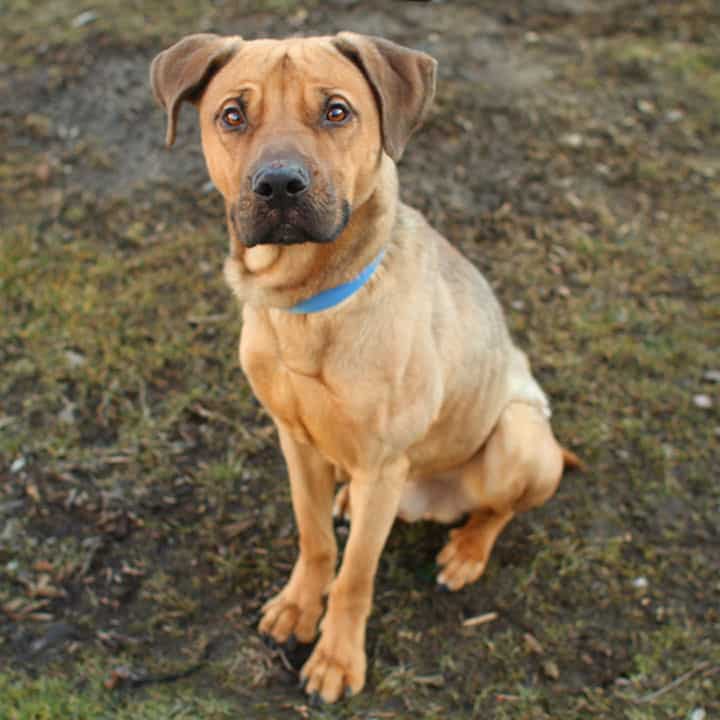 german shepherd labrador pitbull mix