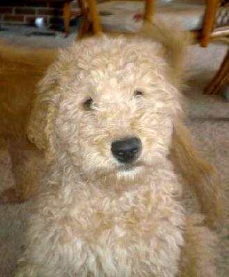 Image Result For German Shepherd Poodle Mix