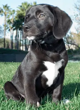 Beagle Labrador Mix