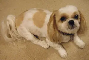 Find Out About the Bulldog Shih Tzu Mix - Dogable