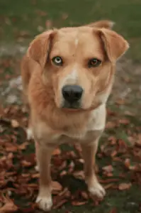 labrador husky mix