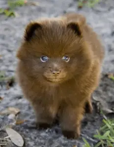 Pomeranian Husky Mix