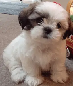 pomeranian mixed with shih tzu