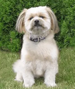 How long do shih tzu pomeranian mix live