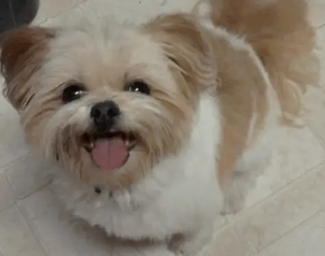 anjing shih tzu mix pom