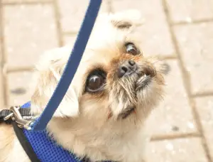 pug tzu shih mix zu grooming dogable aka learn