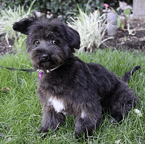 Scottish Terrier Poodle Mix