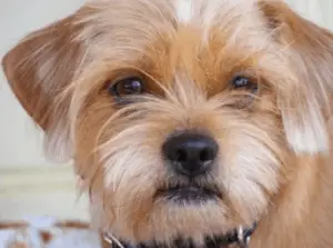 dachshund and shih tzu mix