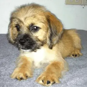 79+ Shih Tzu Dachshund Mix Shweenie Dog