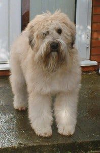 Softcoated Wheaten Terrier