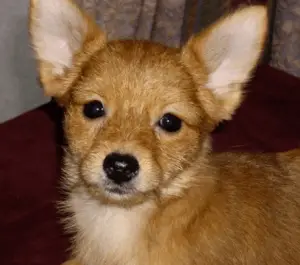 yorkie chihuahua mix white