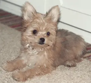 23+ Yorkie Chihuahua Mix Puppies For Sale